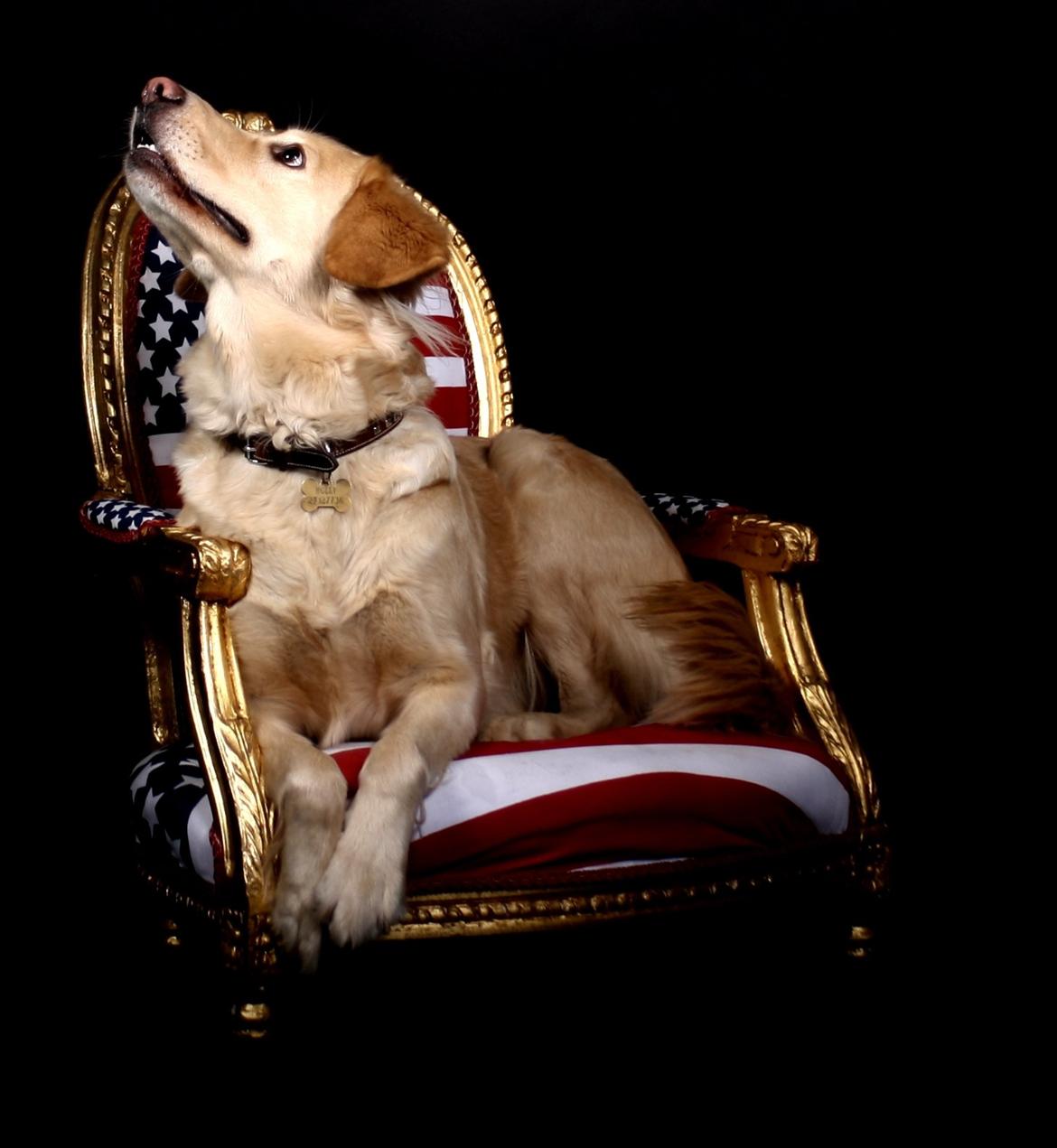 Golden retriever Molly - Velkommen til min profil. Jeg hedder molly og er sart 3 år gammel, læg gerne en besked og bedøm mine billeder :) billede 1