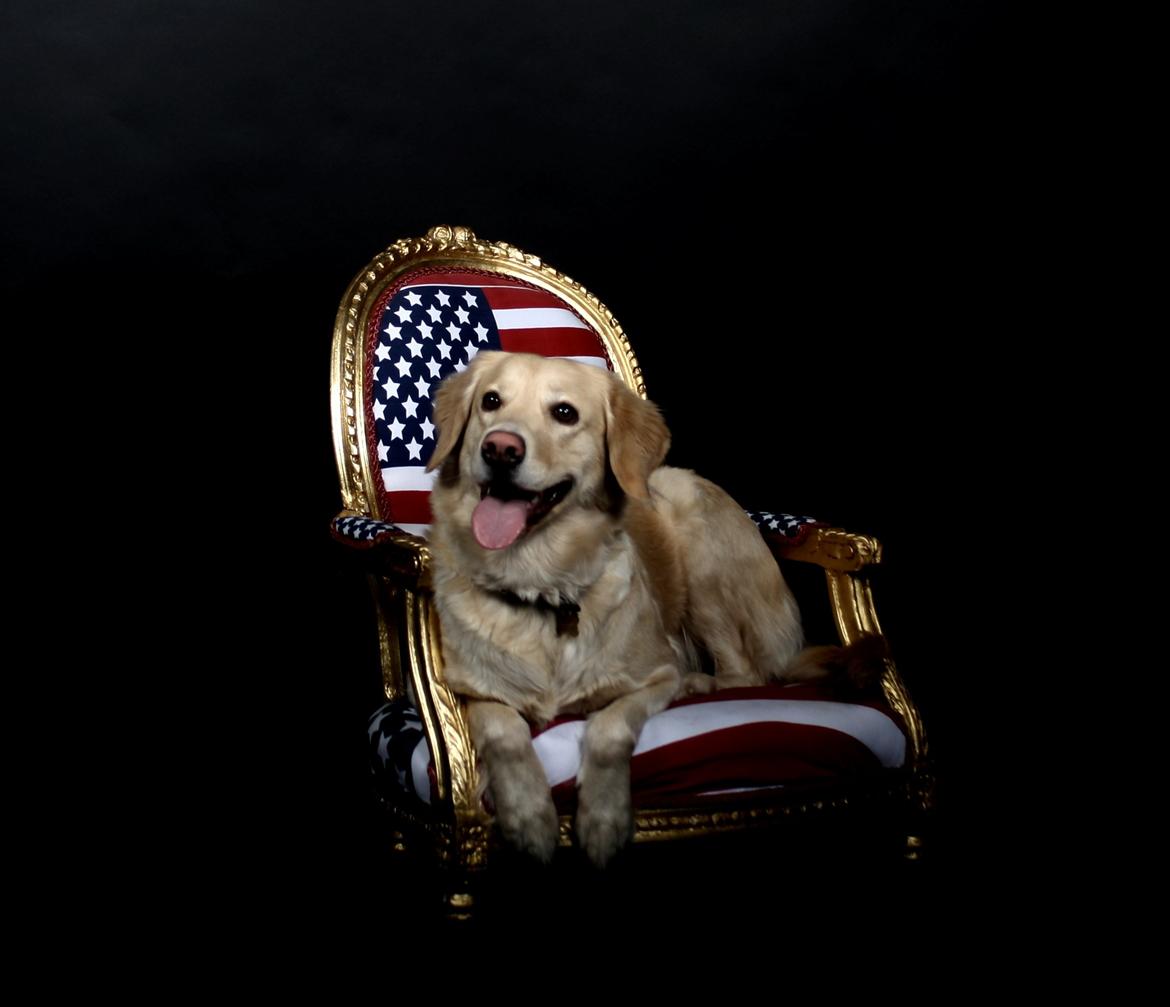 Golden retriever Molly billede 5