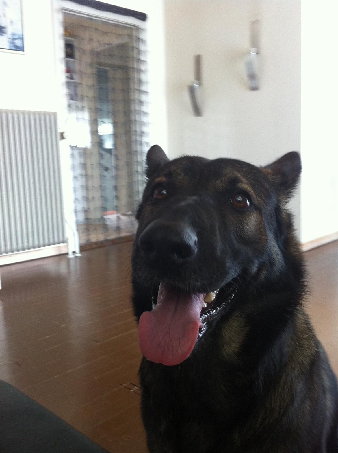 Schæferhund glabo lullu billede 1