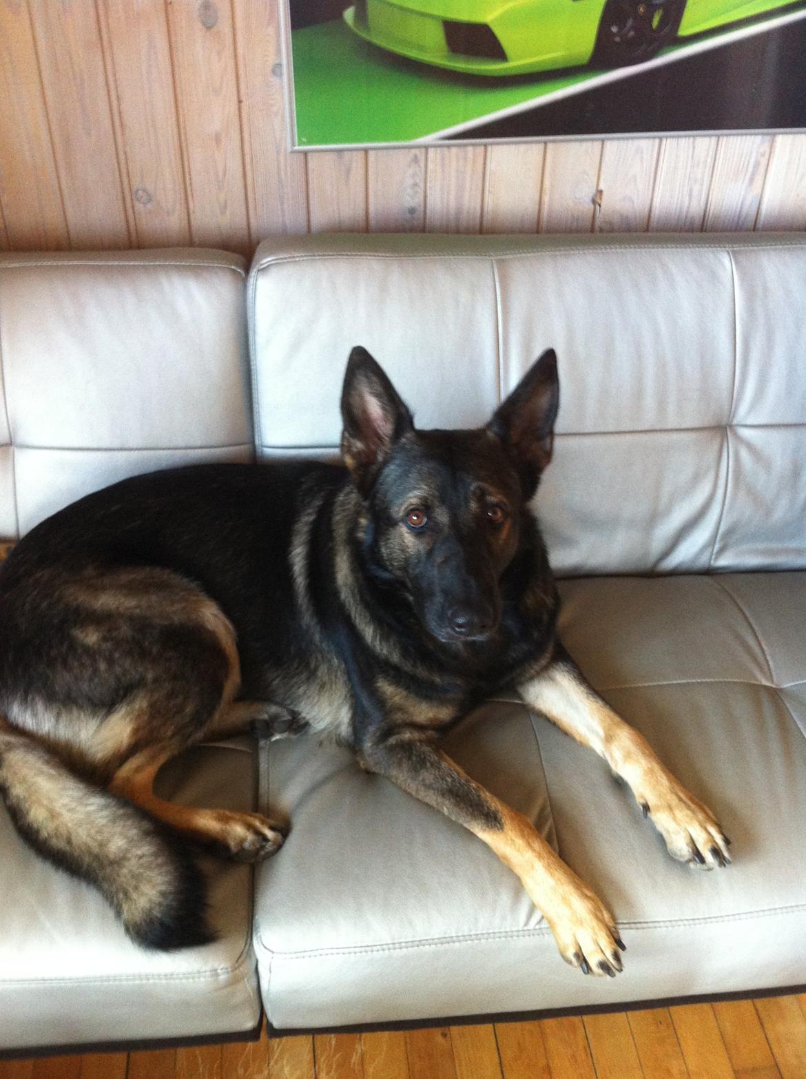 Schæferhund glabo lullu billede 2