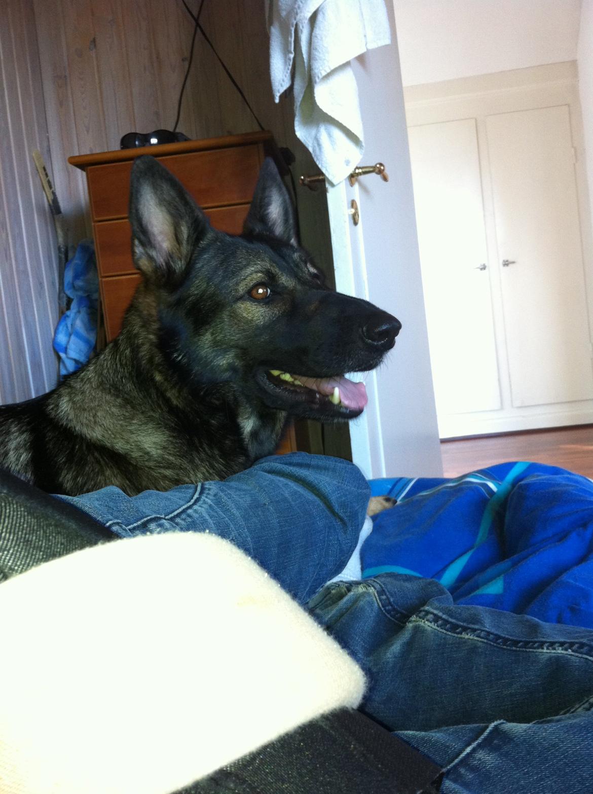 Schæferhund glabo lullu billede 3