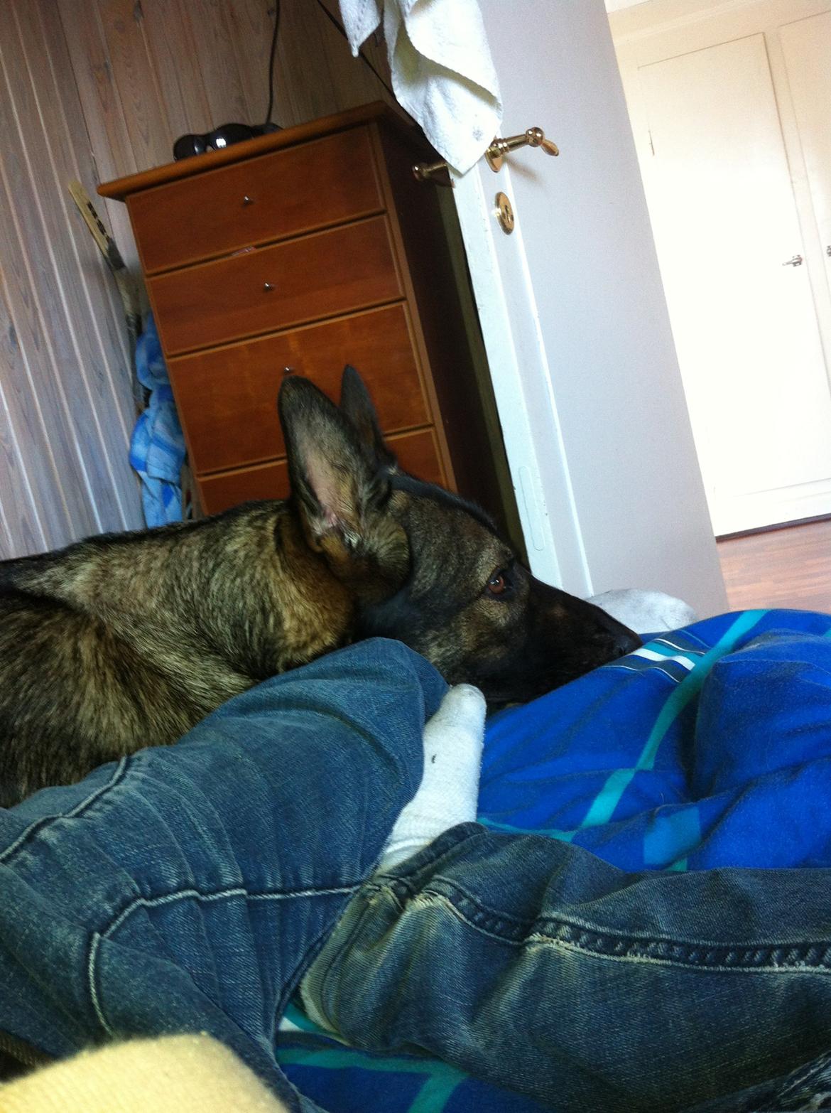 Schæferhund glabo lullu billede 4