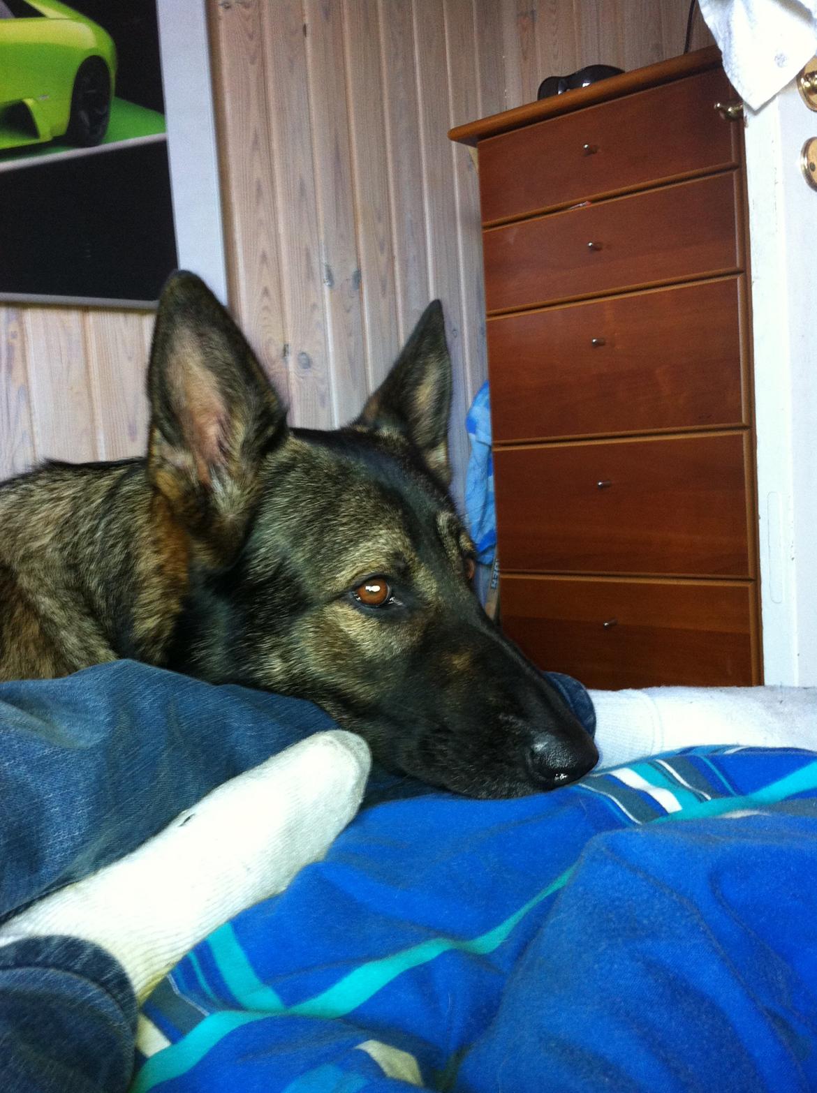 Schæferhund glabo lullu billede 5