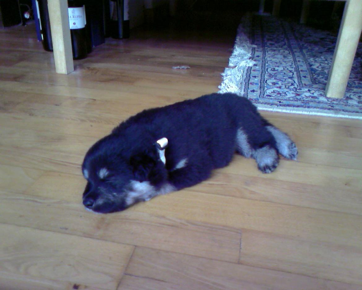 Finsk lapphund Akki , Lapinkulta Armas - fem uger gammel ca.  billede 2