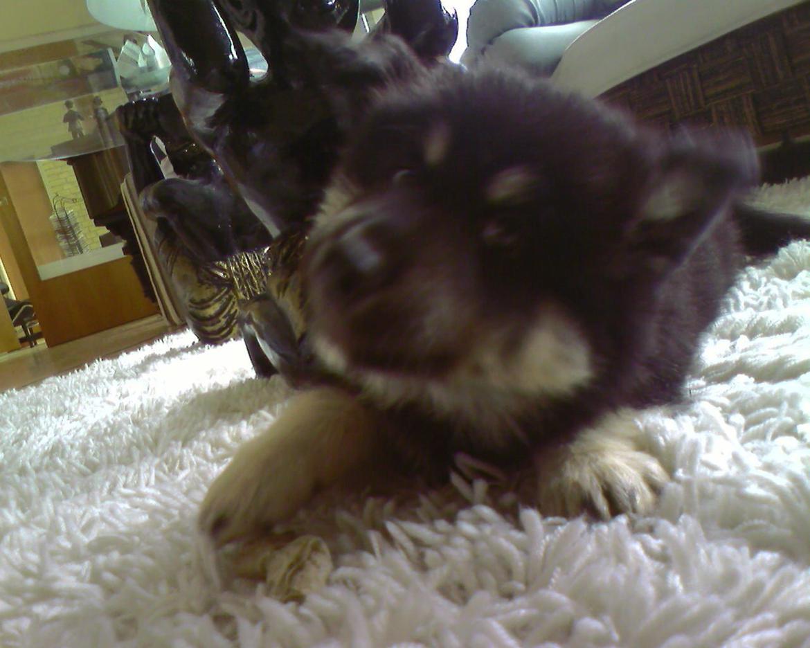 Finsk lapphund Akki , Lapinkulta Armas - ca. 8 uger billede 3