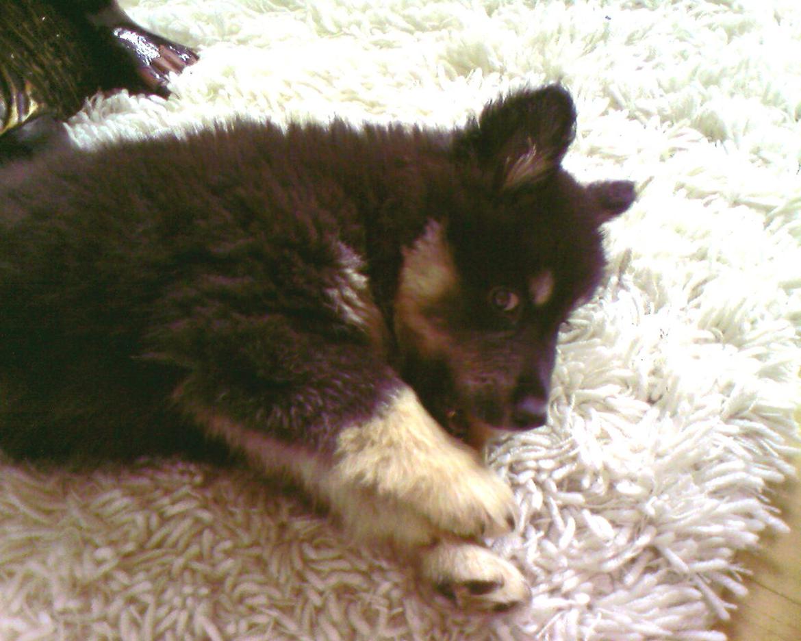 Finsk lapphund Akki , Lapinkulta Armas - ca. 8 uger billede 4