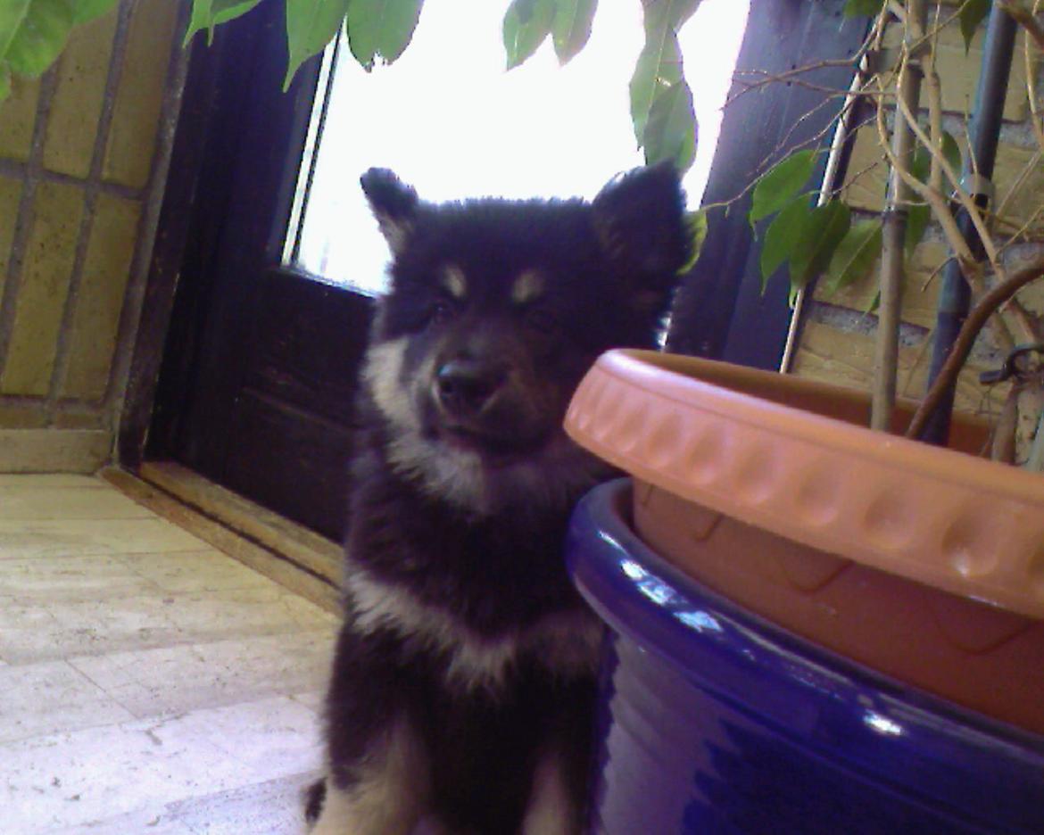 Finsk lapphund Akki , Lapinkulta Armas - ca 9-10 uger billede 5