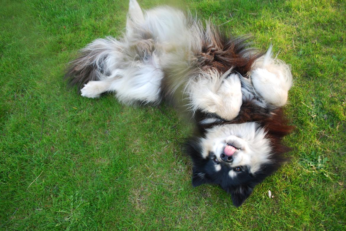 Finsk lapphund Akki , Lapinkulta Armas - Sommer 2012 (6 år) billede 1