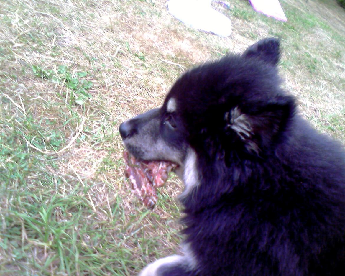 Finsk lapphund Akki , Lapinkulta Armas - mmmhm kødben! billede 6