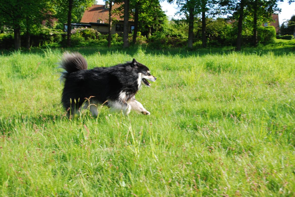 Finsk lapphund Akki , Lapinkulta Armas billede 7