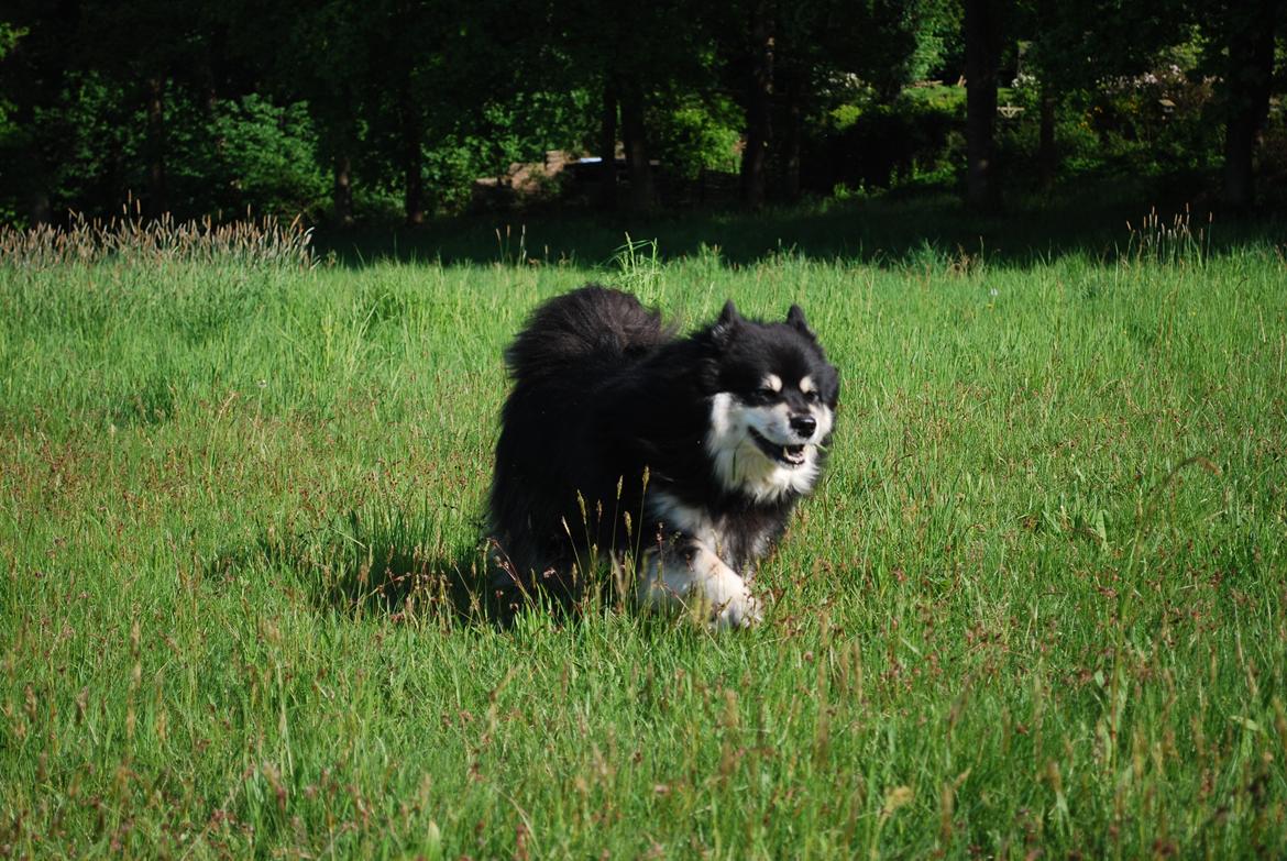 Finsk lapphund Akki , Lapinkulta Armas billede 8