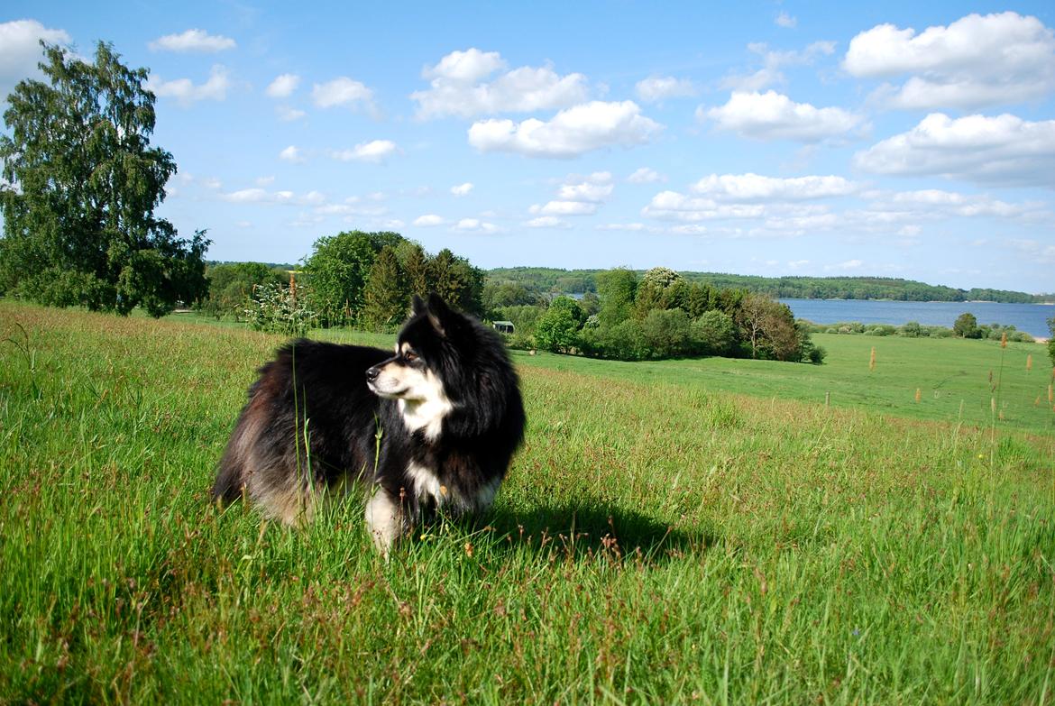 Finsk lapphund Akki , Lapinkulta Armas billede 9