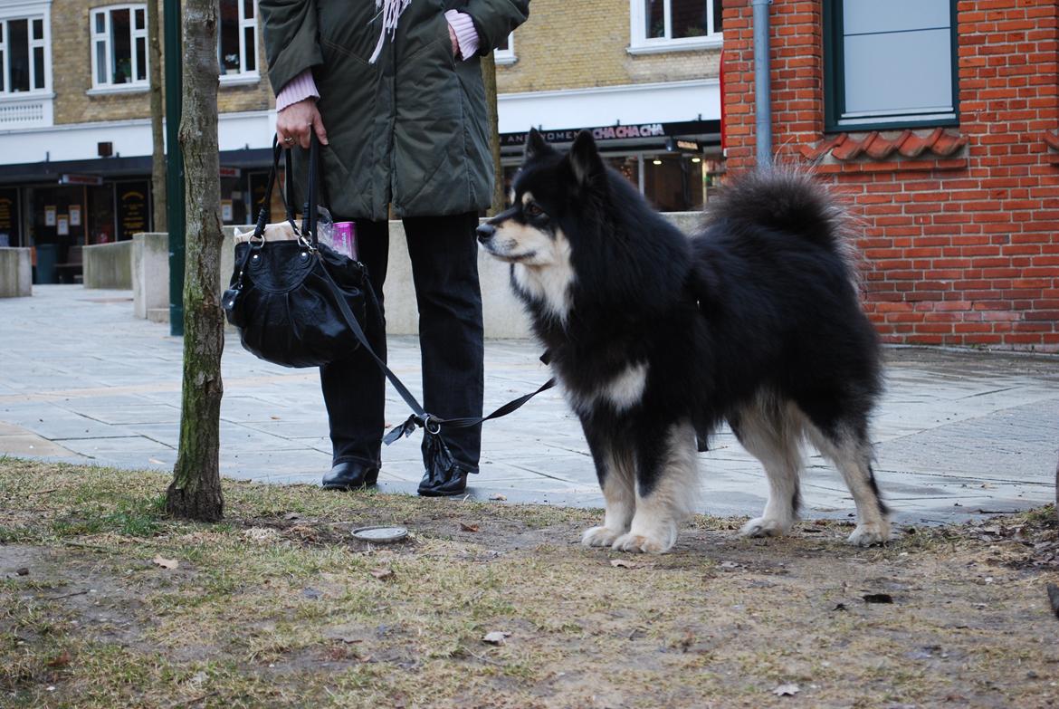 Finsk lapphund Akki , Lapinkulta Armas billede 10
