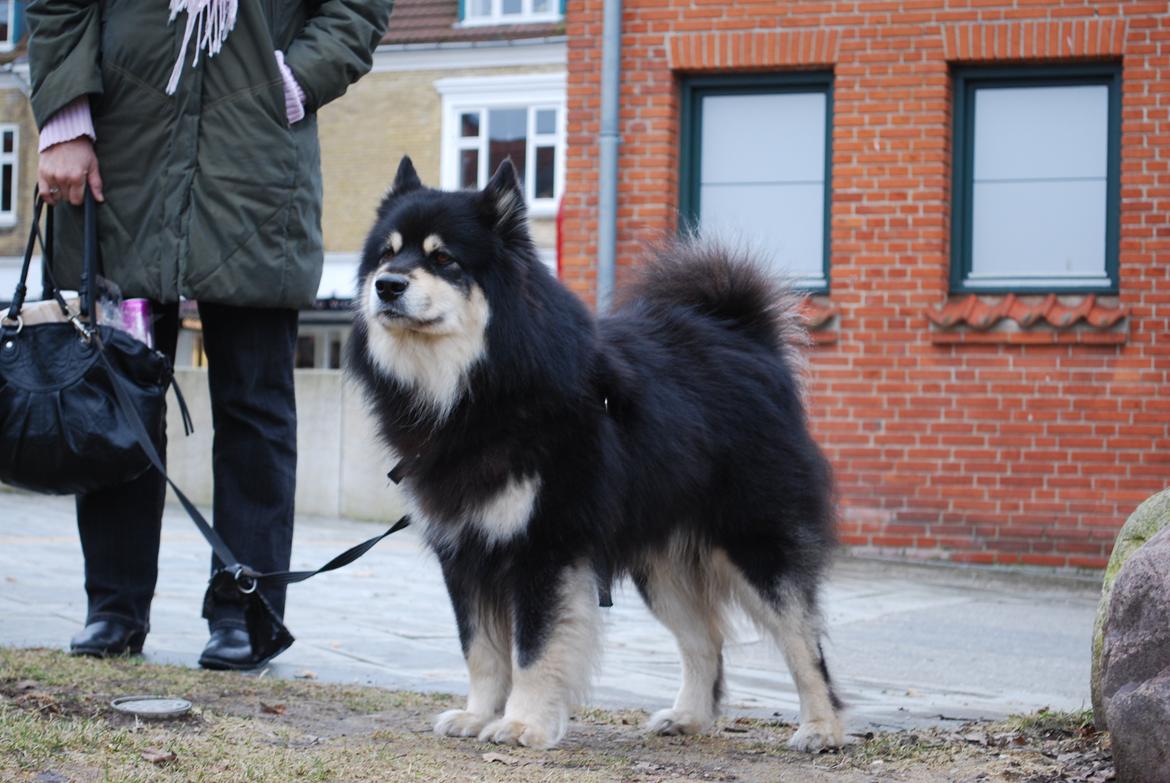 Finsk lapphund Akki , Lapinkulta Armas billede 11
