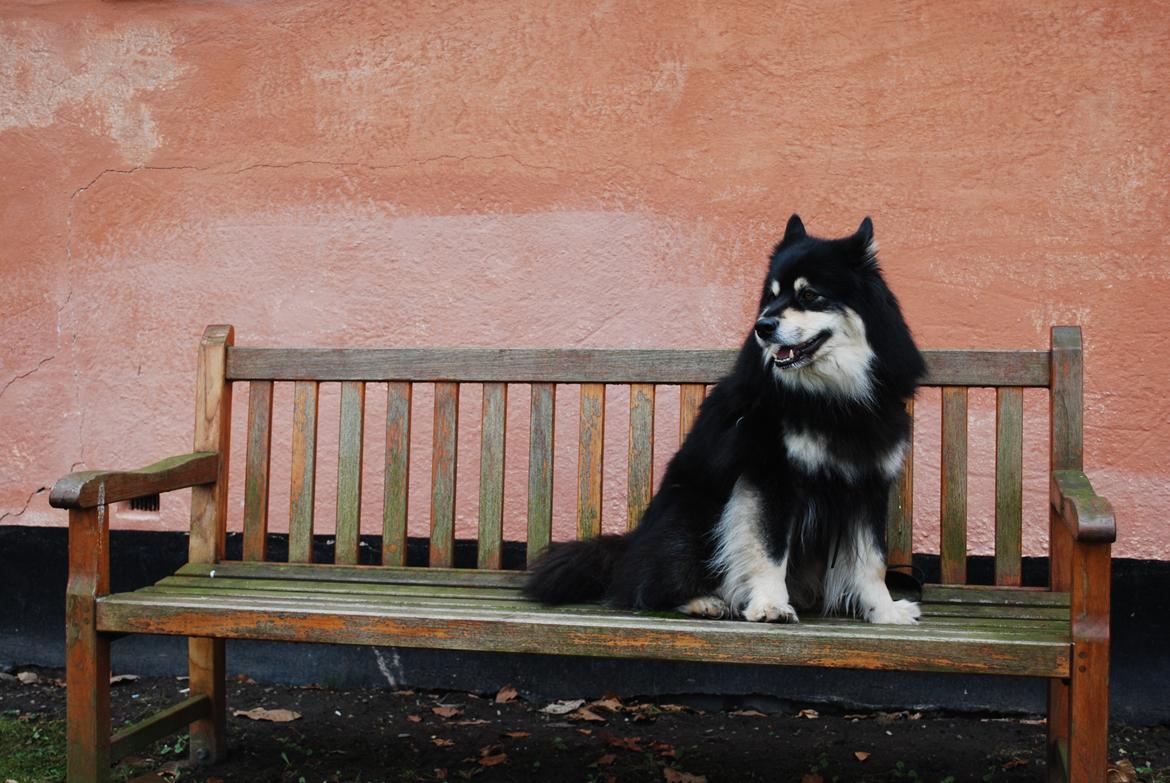 Finsk lapphund Akki , Lapinkulta Armas billede 12
