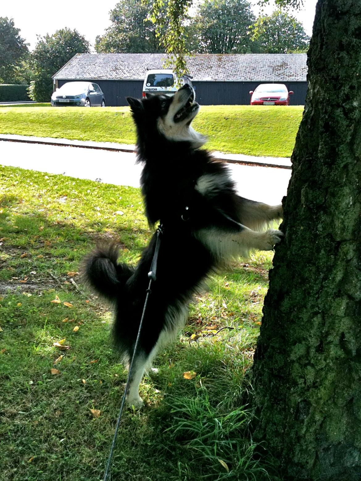 Finsk lapphund Akki , Lapinkulta Armas billede 13