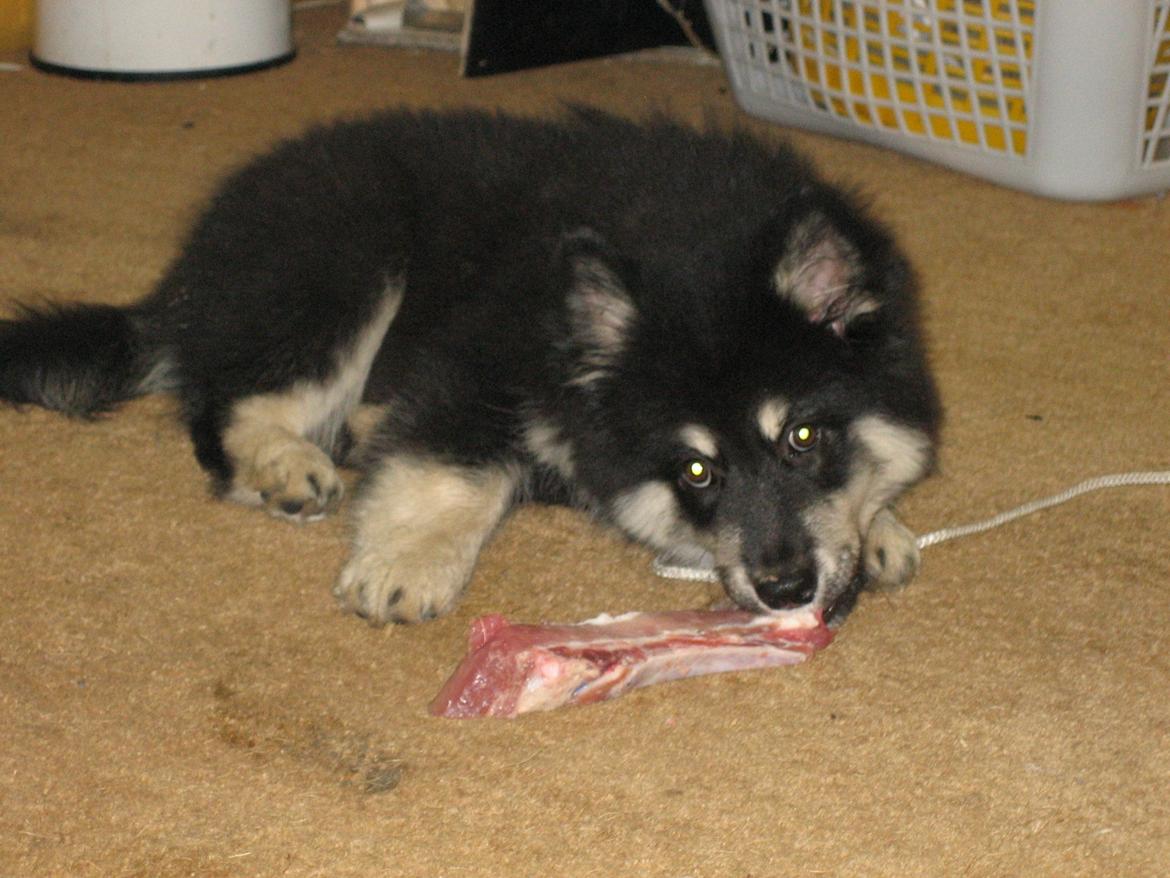 Finsk lapphund Akki , Lapinkulta Armas billede 14