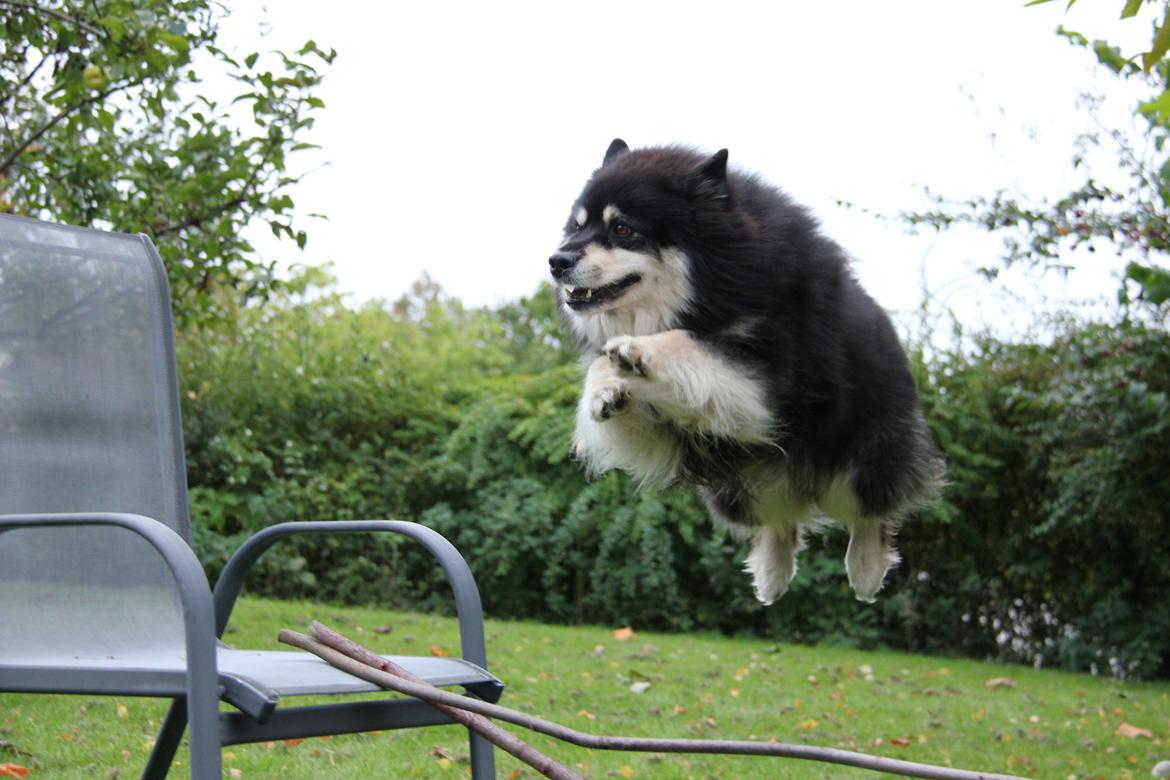 Finsk lapphund Akki , Lapinkulta Armas billede 15
