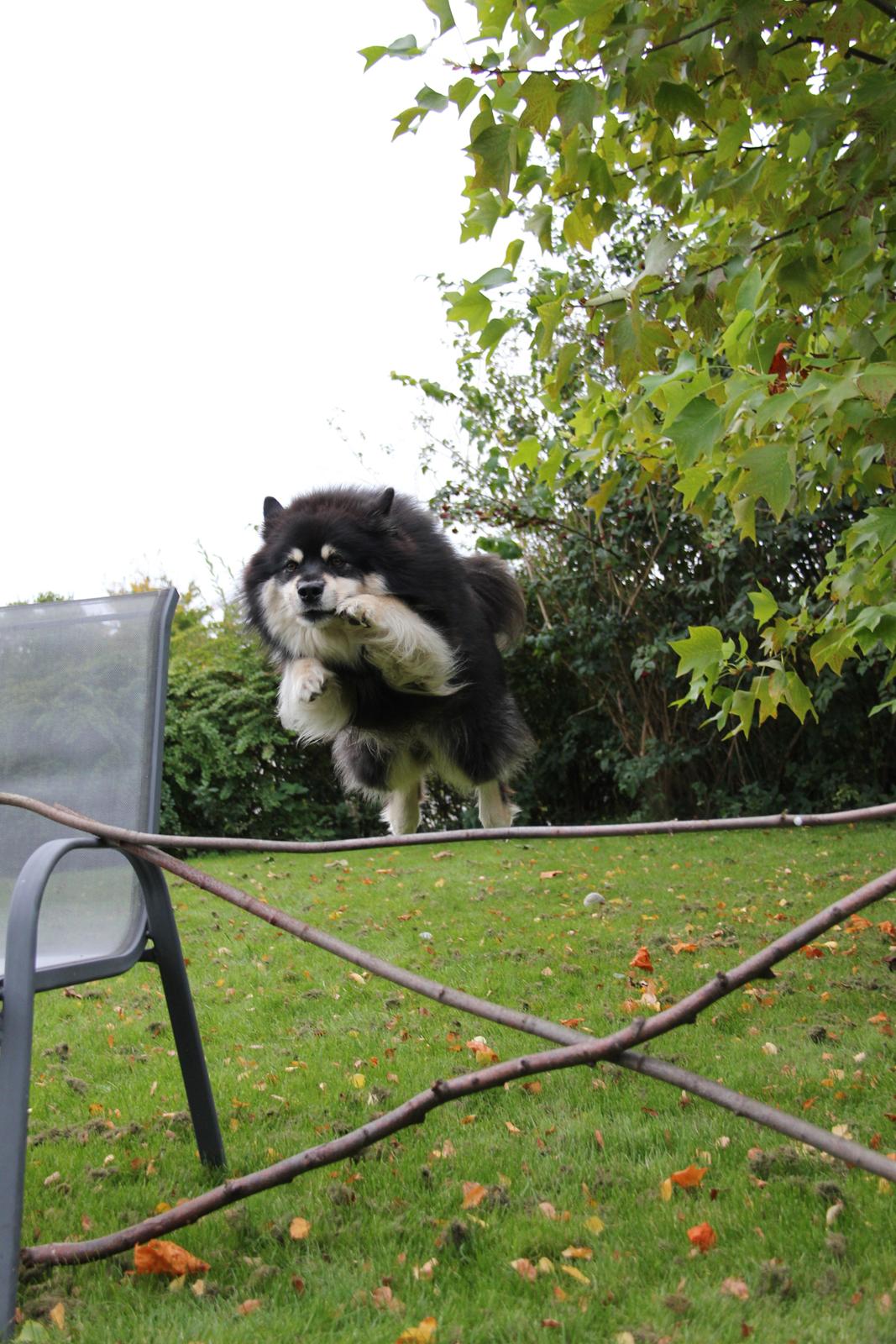 Finsk lapphund Akki , Lapinkulta Armas billede 16