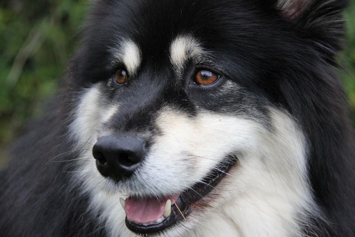 Finsk lapphund Akki , Lapinkulta Armas billede 17