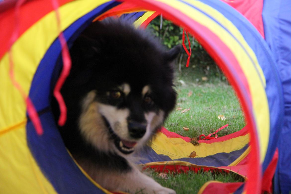 Finsk lapphund Akki , Lapinkulta Armas billede 18