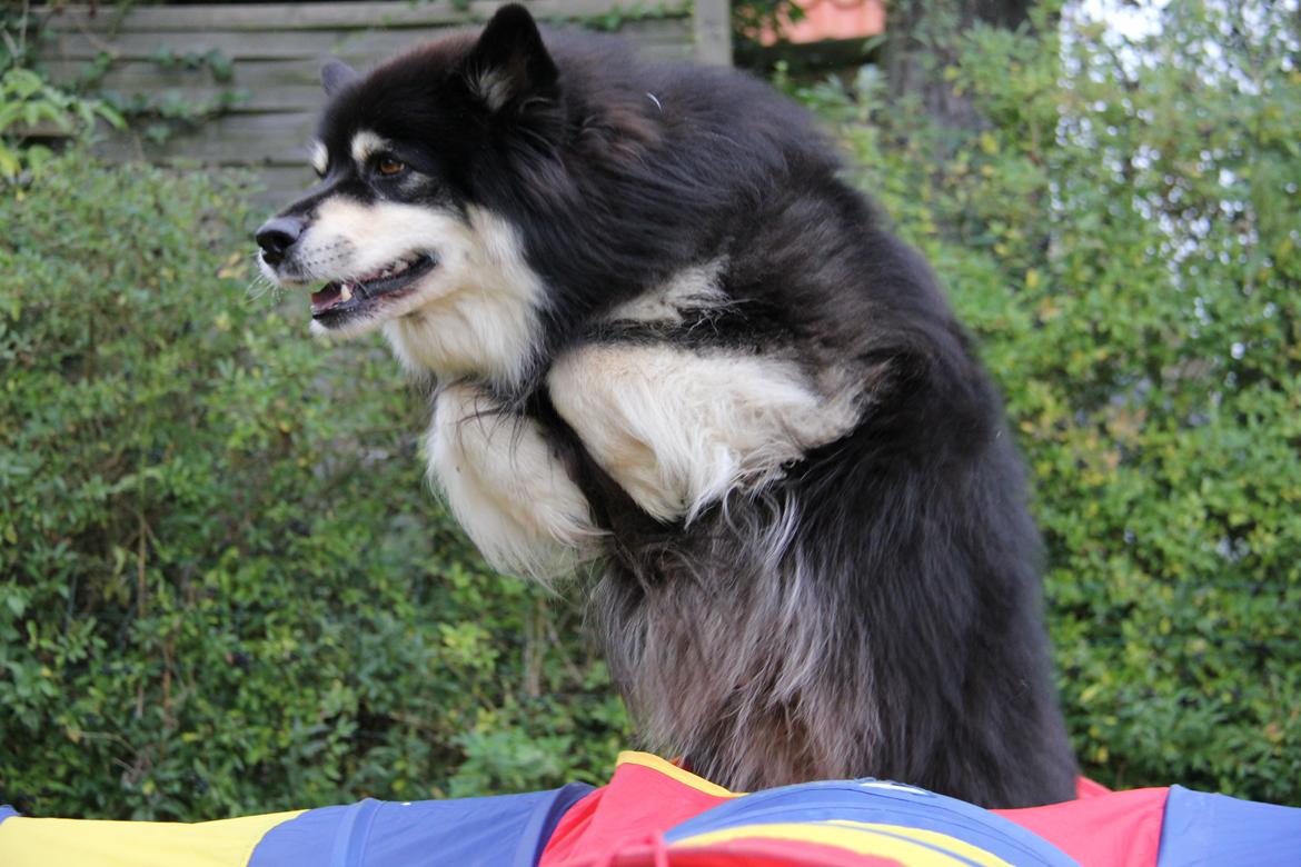 Finsk lapphund Akki , Lapinkulta Armas billede 19