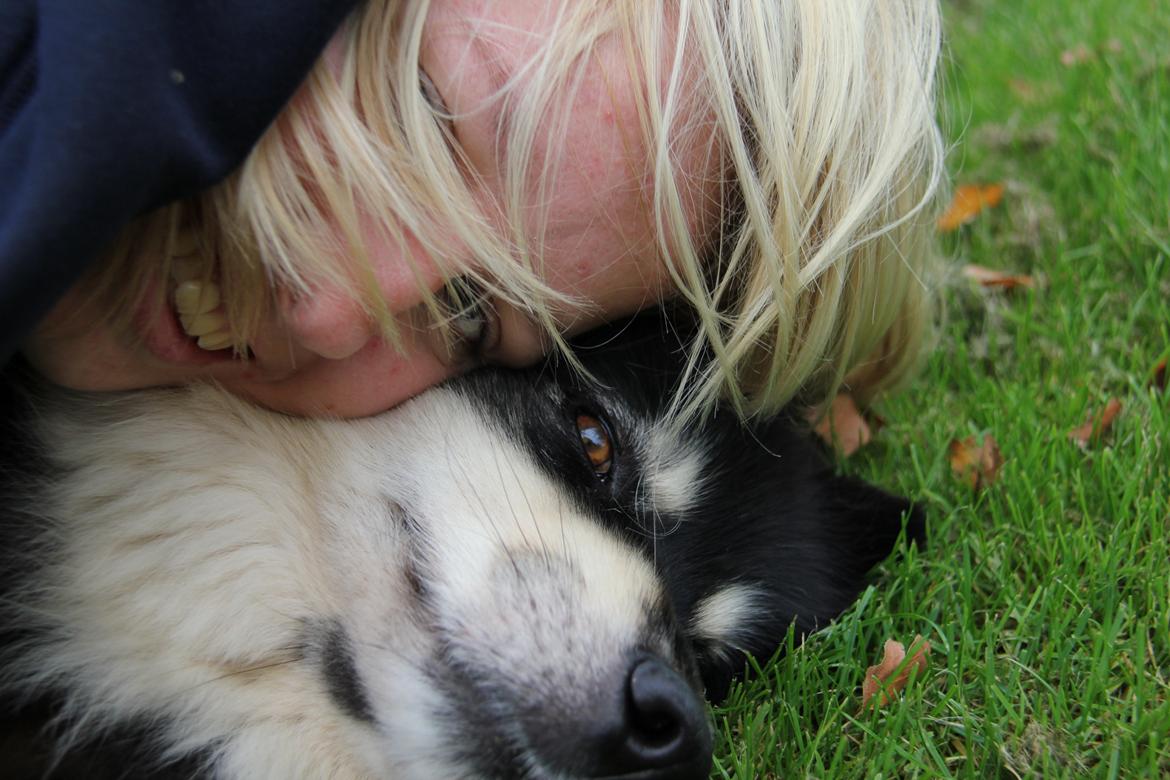 Finsk lapphund Akki , Lapinkulta Armas billede 20