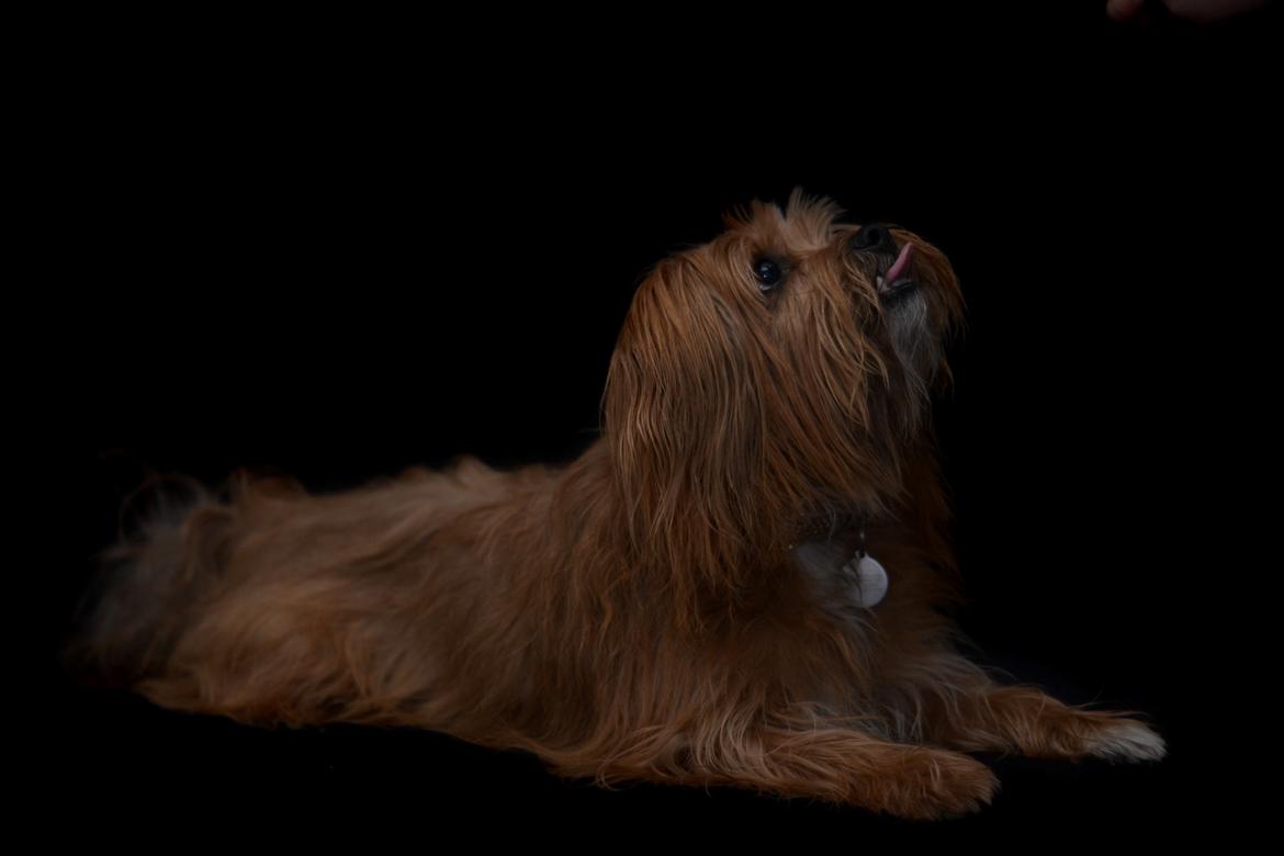 Blanding af racer Joey - Joey ved hundefotografen hunde-poter findes på fb.  billede 1