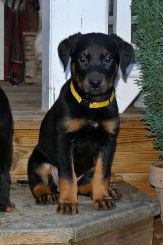 Beauceron Blackbossy's Angelite  aka "Snooki" billede 1