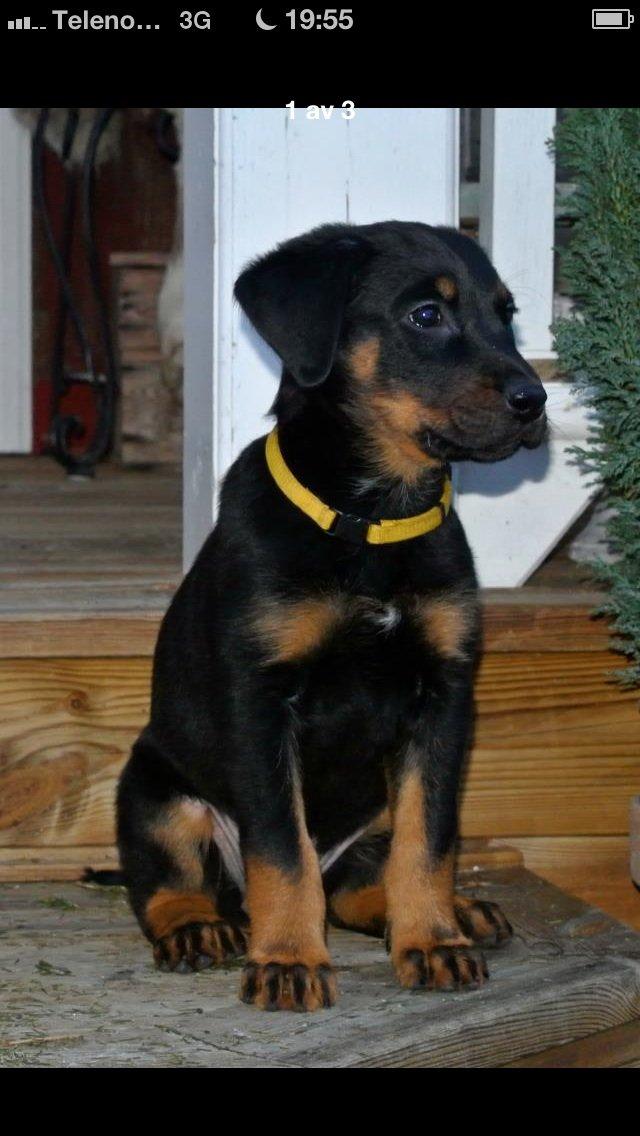 Beauceron Blackbossy's Angelite  aka "Snooki" billede 4