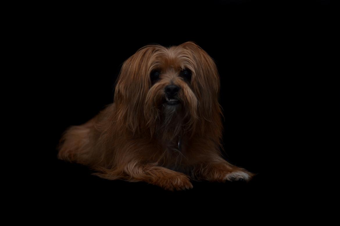 Blanding af racer Joey billede 2