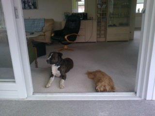 Blanding af racer Joey - mig og Bull må ikke komme ud i havestuen nå de 2 benede drikker kaffe :) billede 20