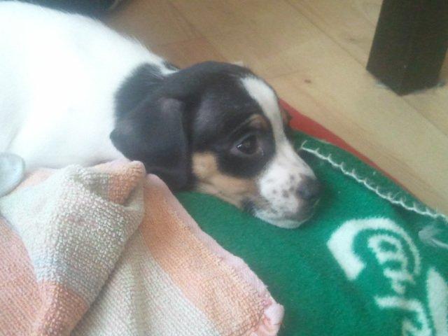 Dansk svensk gaardhund Mynte billede 9