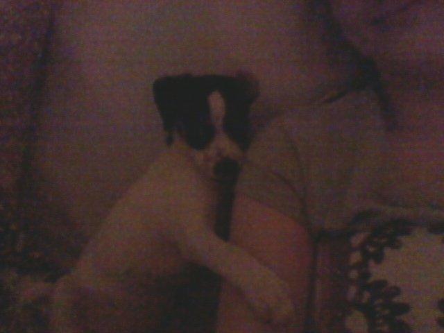 Dansk svensk gaardhund Mynte billede 14