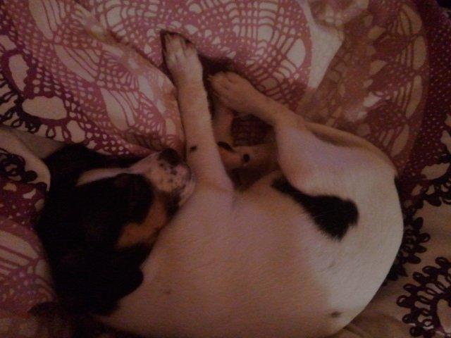 Dansk svensk gaardhund Mynte billede 18