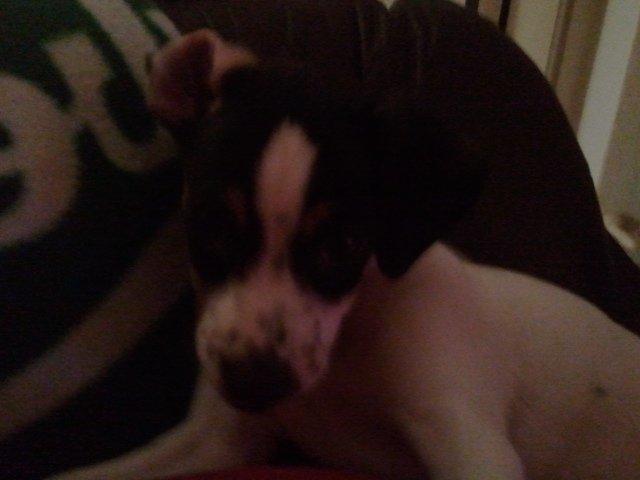 Dansk svensk gaardhund Mynte billede 21