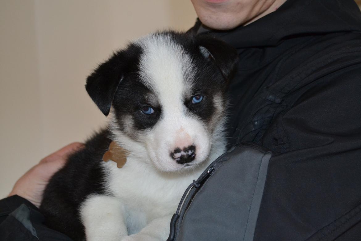 Blanding af racer Blaze - ca. 4 uger billede 2