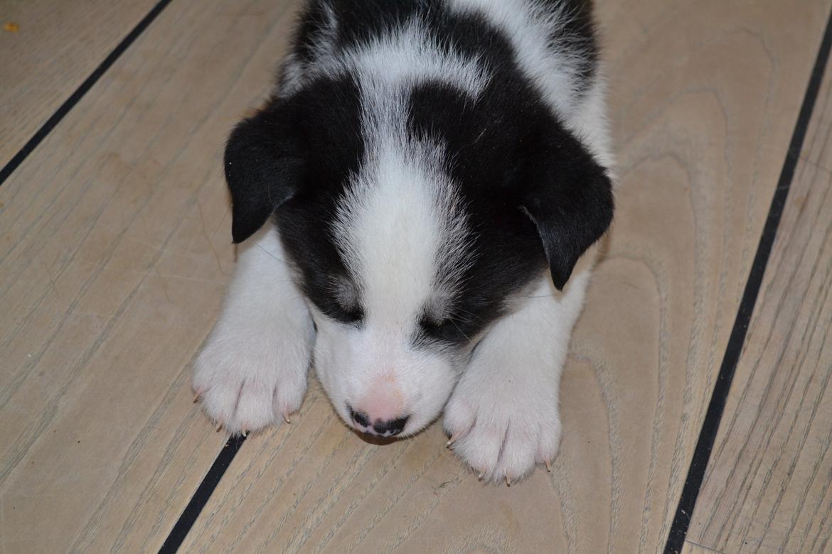 Blanding af racer Blaze billede 5