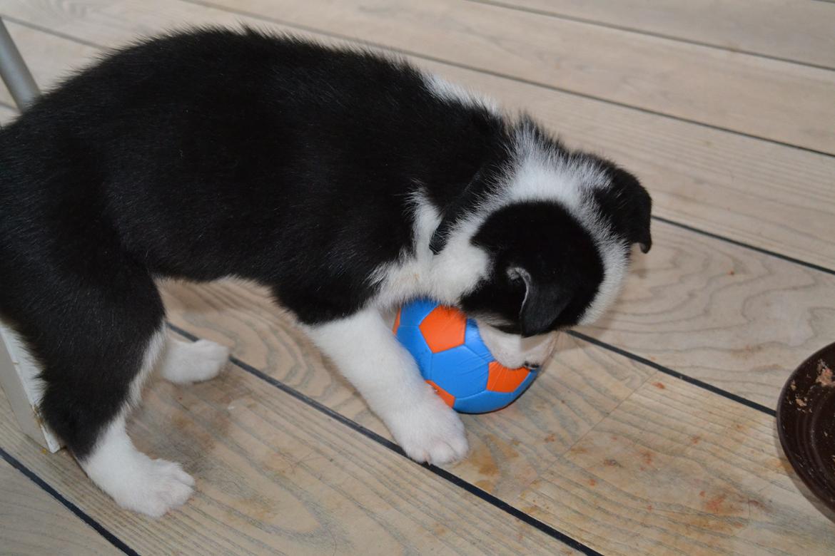 Blanding af racer Blaze billede 7