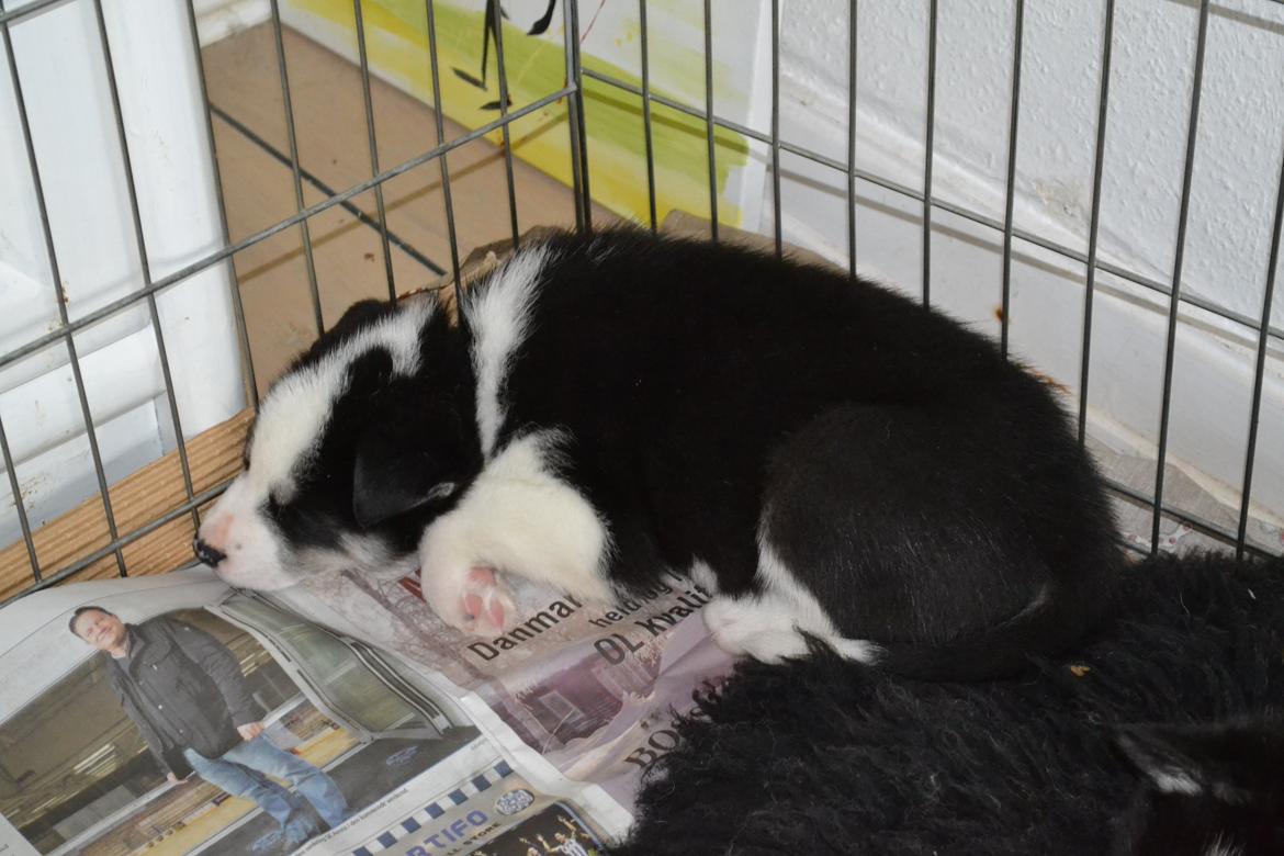 Blanding af racer Blaze billede 8