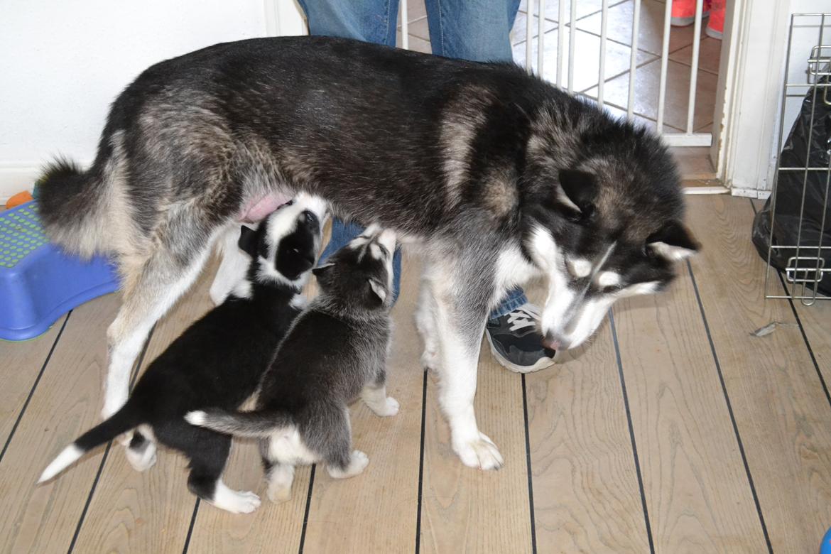 Blanding af racer Blaze - Med mor Aya <3 billede 9