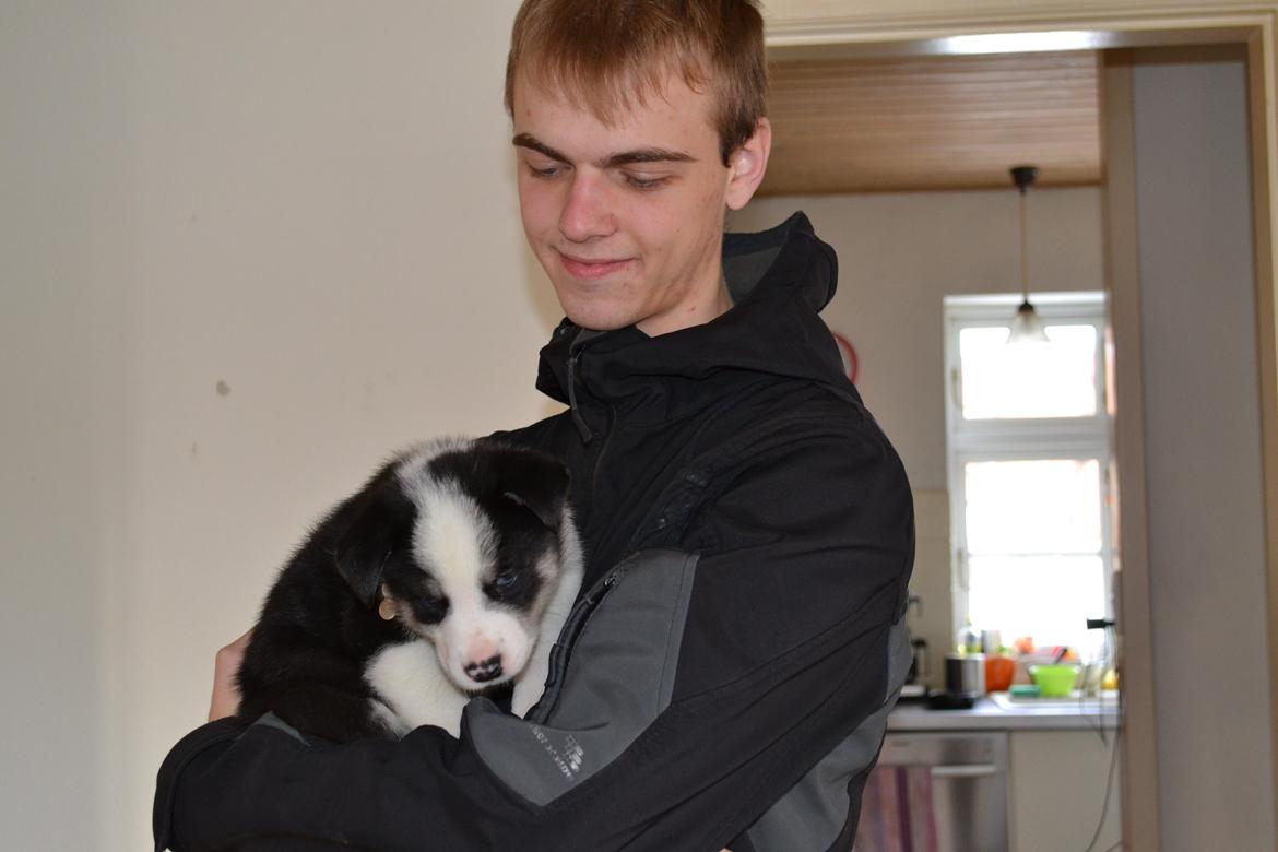 Blanding af racer Blaze billede 10