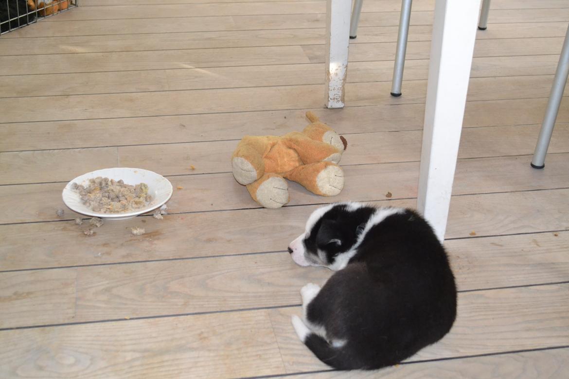 Blanding af racer Blaze - Så er man godt tilfreds, efter at have spist og leget billede 11