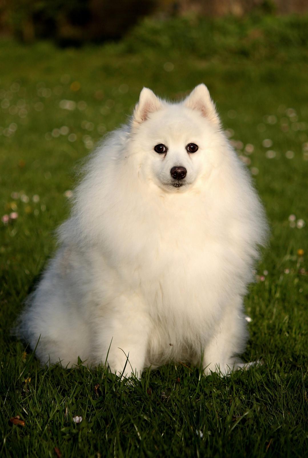 Japansk spids Klara (2001-2013) - 01: Velkommen til Pussy-pigen's profil! :D billede 1