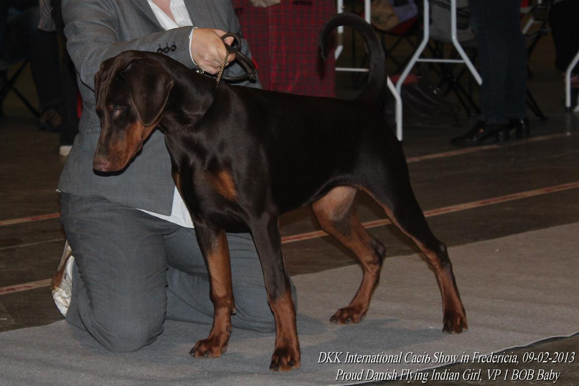 Dobermann DKKV13 AJW13 LUCH Proud Danish Flying Indian Girl billede 37