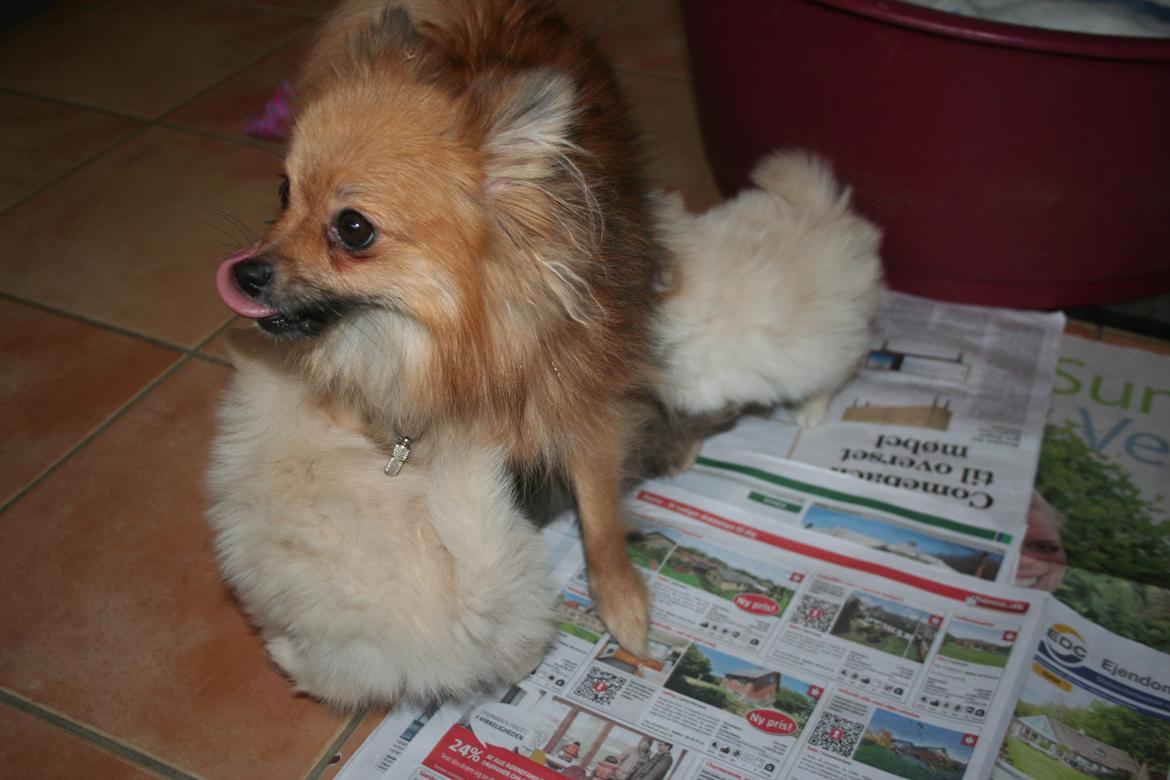 Pomeranian Maggie - Maggie har haft godt af at få hvalpe og har taget på og blevet mere glad og selvsikker. billede 20
