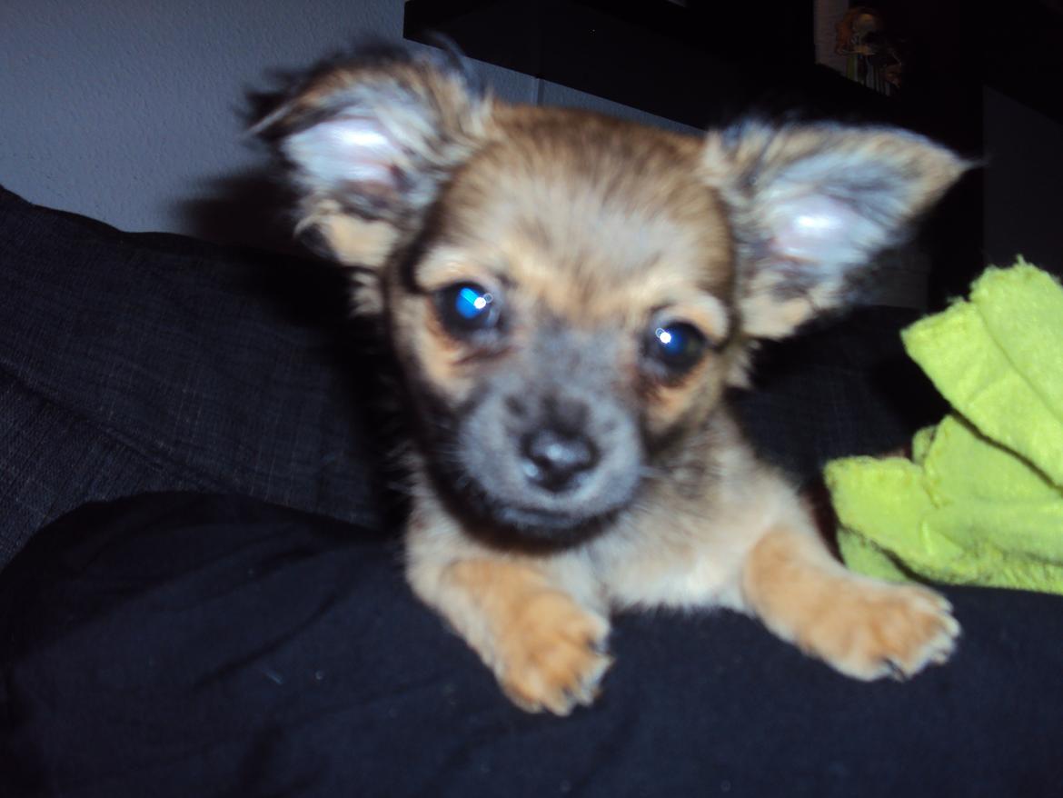 Chihuahua Charlie - Min smukke lille baby <3 billede 1