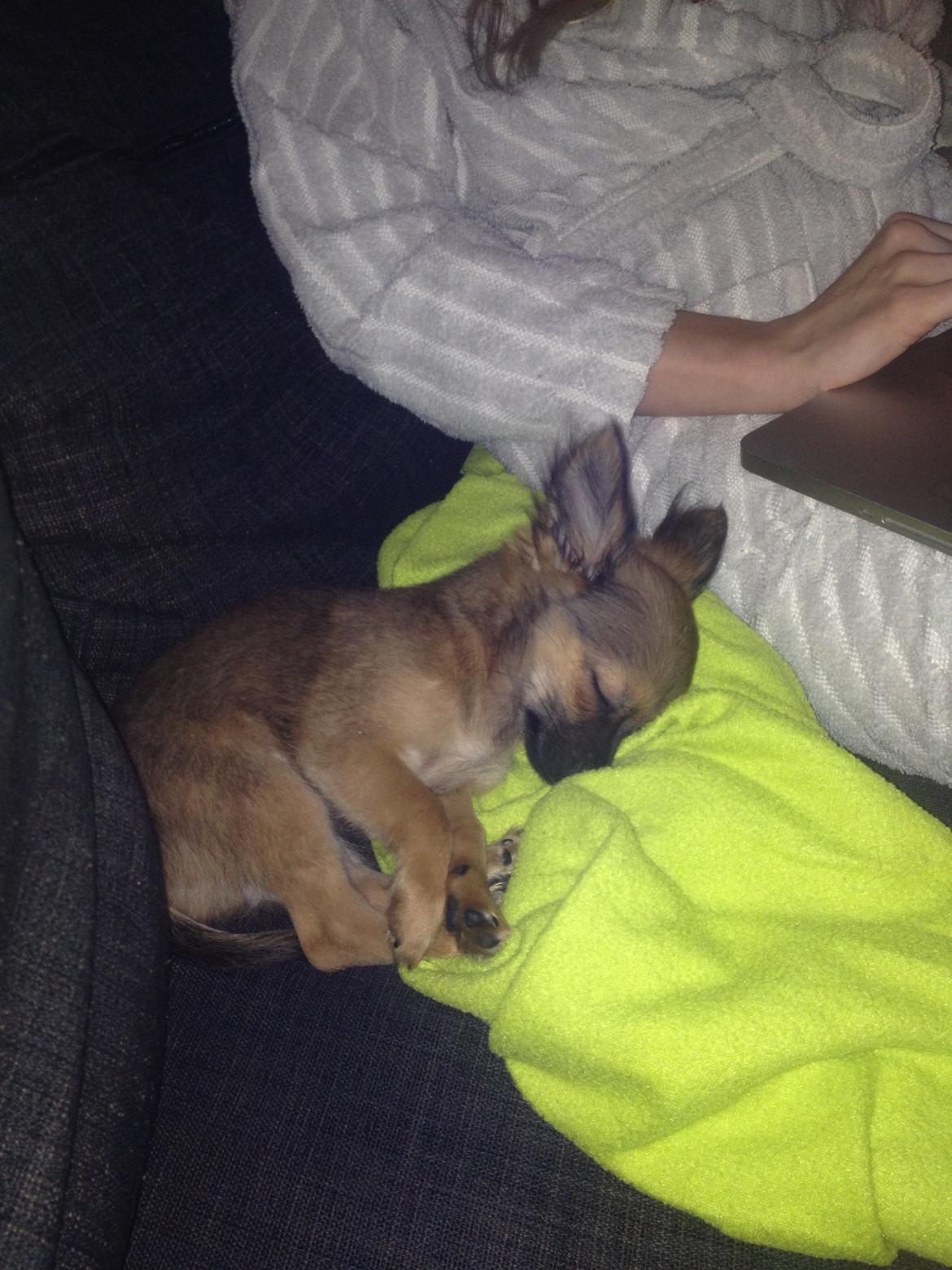 Chihuahua Charlie - Sovetryne :-) billede 2