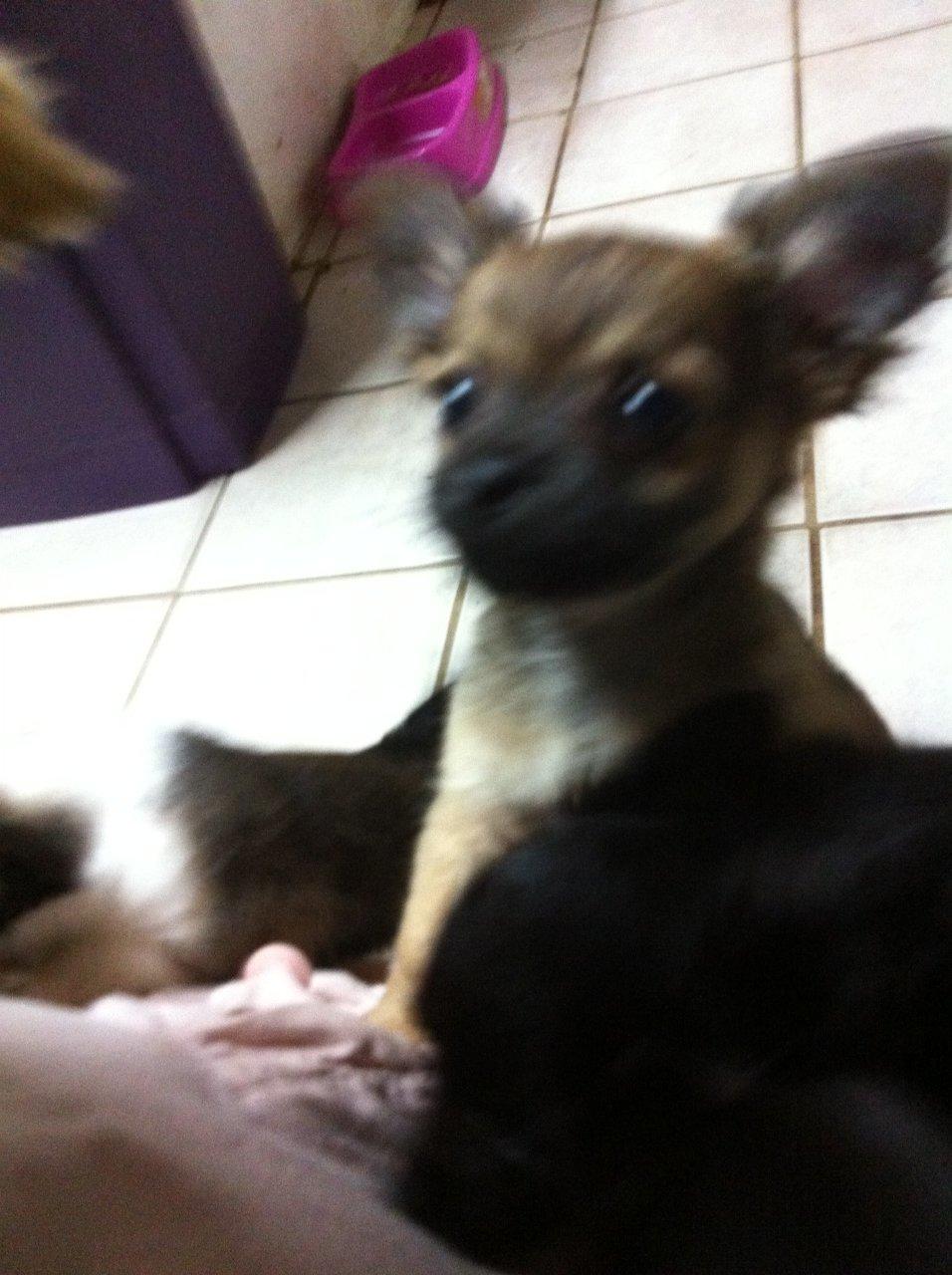 Chihuahua Charlie billede 3