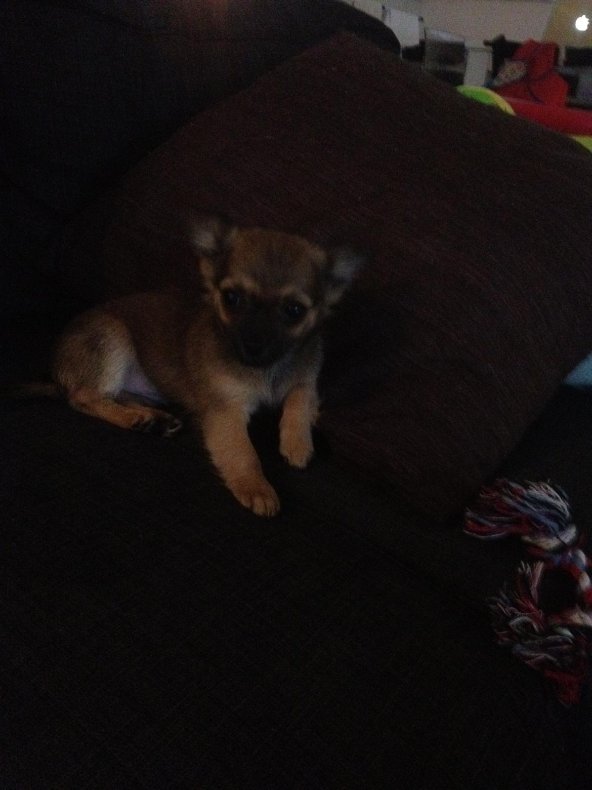 Chihuahua Charlie billede 4